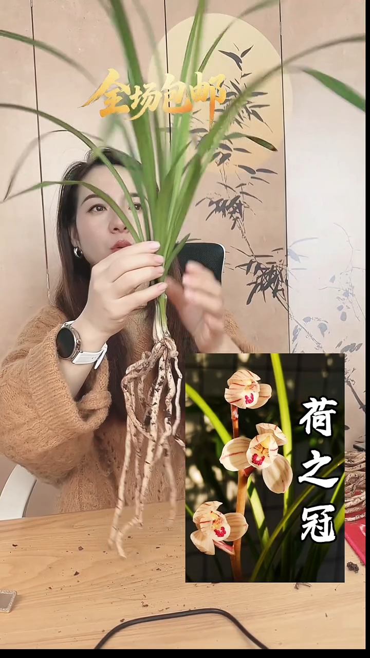 当前无花栽培后可以开花：荷之冠