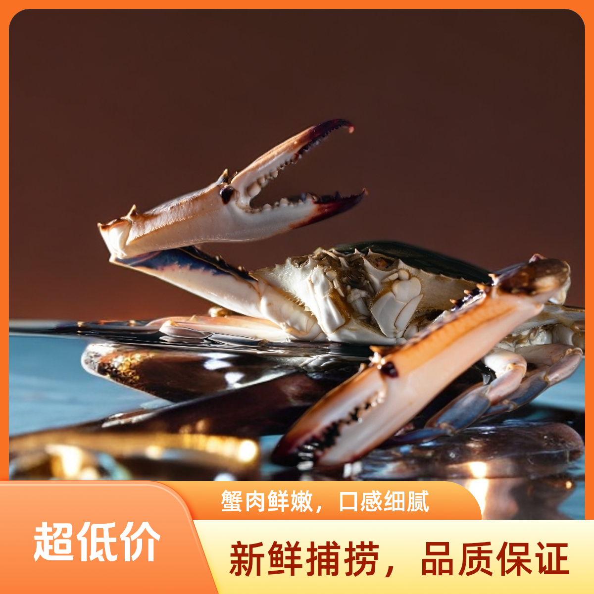 鲜活梭子蟹公母五两约250g/只