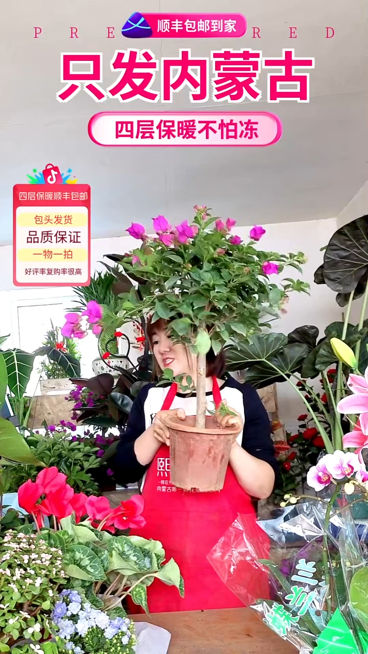 完全开放云南紫5年老桩三角梅