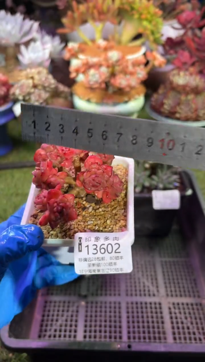 【闪购商品】13602