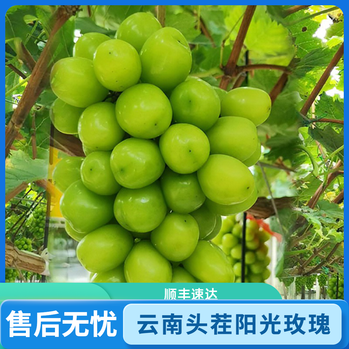 【顺丰次日达】云南头茬阳光玫瑰葡萄青提新鲜采摘水果5斤装云南省