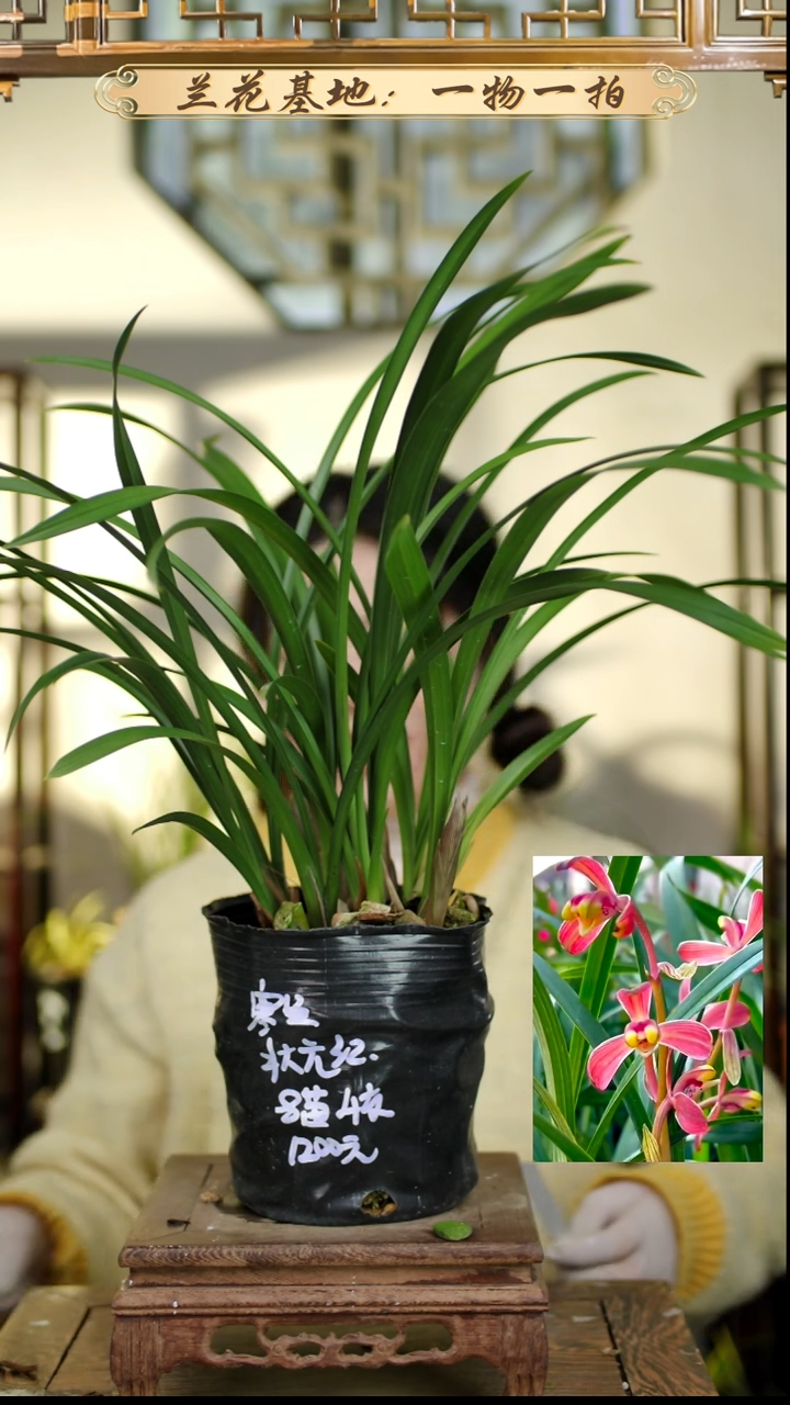 完全开放状元红8苗4花苞