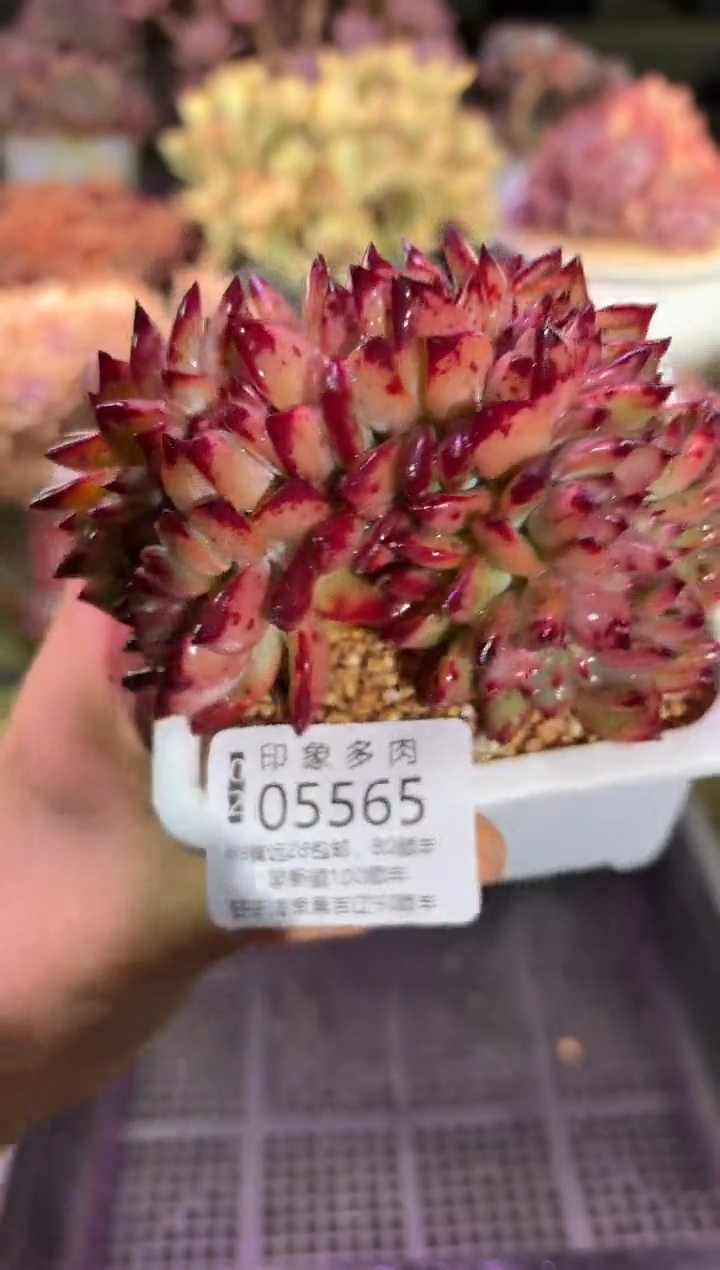 【闪购商品】05565