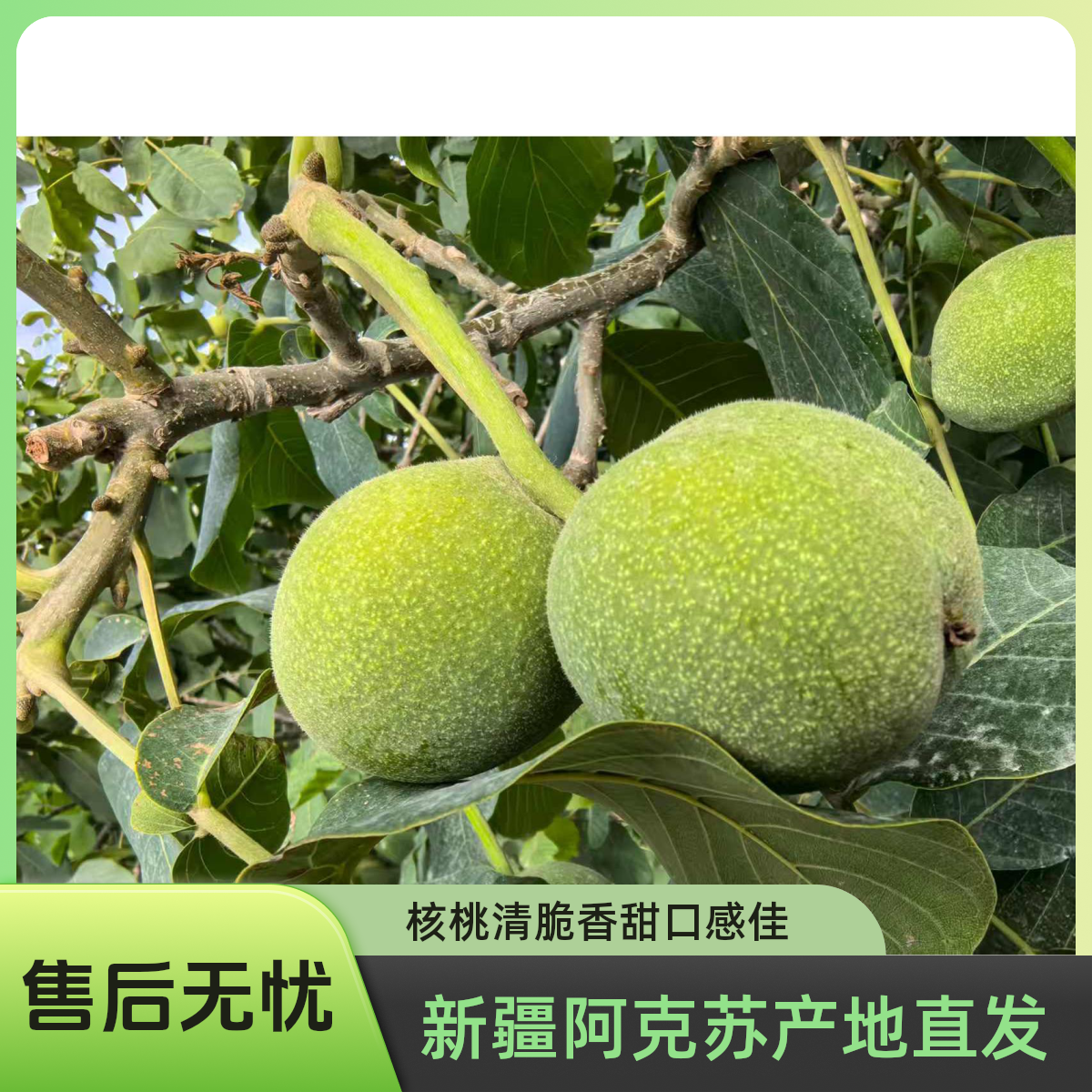 25年[新疆阿克苏]产地直发185新鲜青皮纸皮核桃清脆香甜 2斤包邮