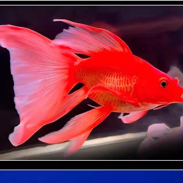 【红色】狮子头蝴蝶鲤冷淡水观赏鱼石膏白短身活体