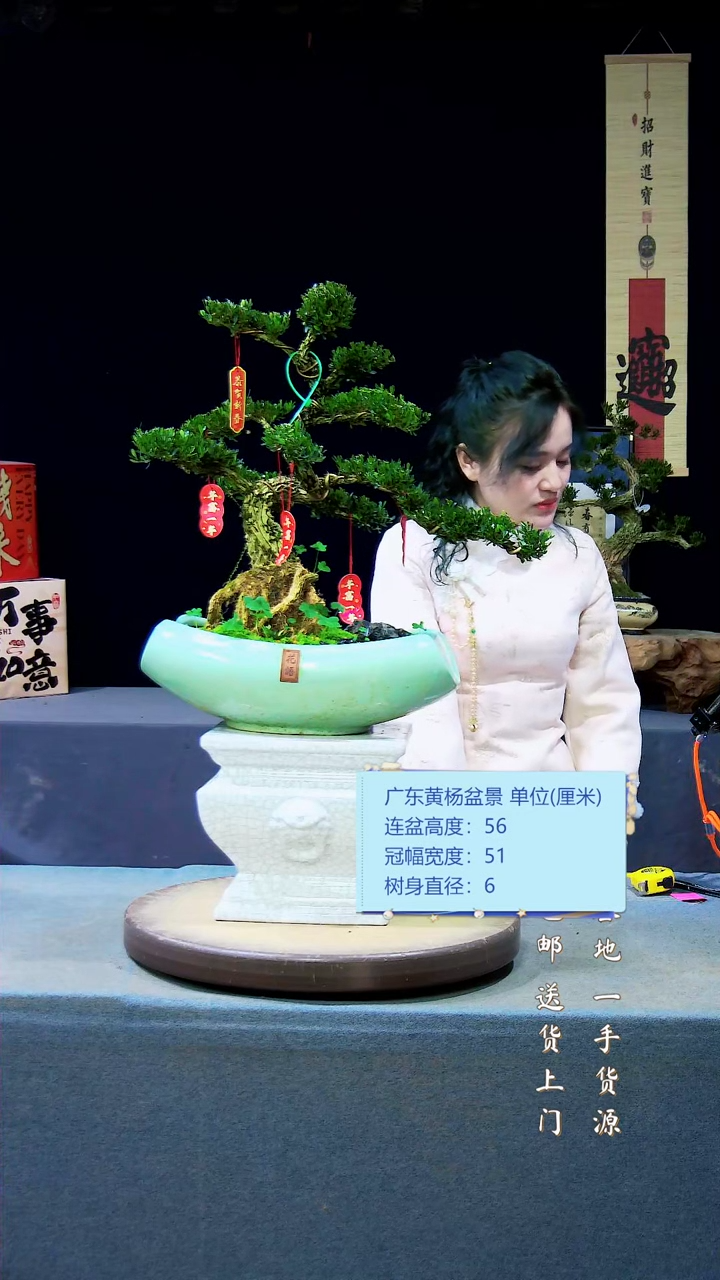 【闪购商品】高端黄杨盆景高端黄杨盆景