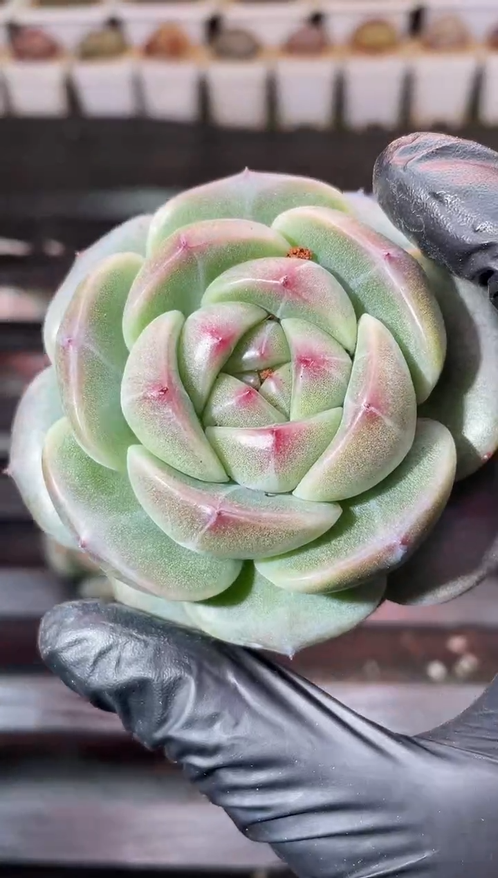 13-32超级牛4-5厘米量拍发一颗