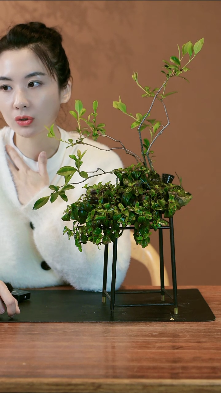 【闪购商品】盆景春花