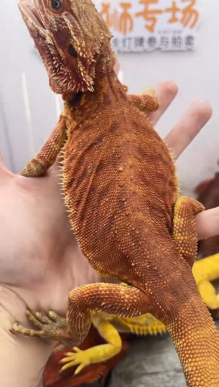 鬃狮蜥鬃狮蜥0008