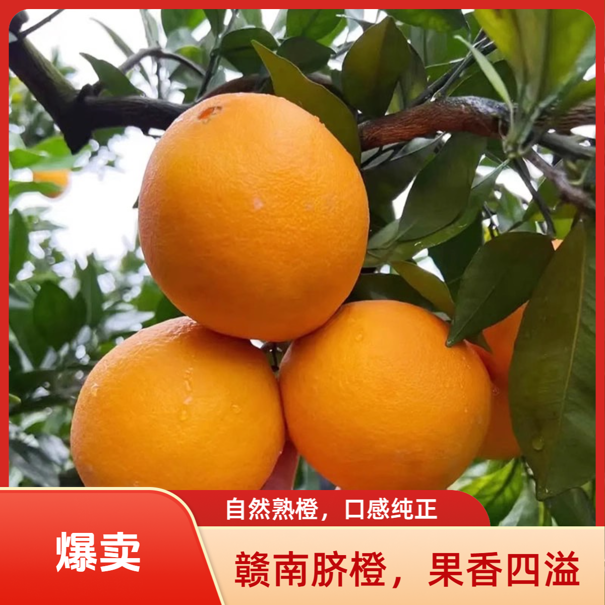 MJ正宗赣南脐橙新鲜水果现采现发鲜甜多汁包邮5斤/9斤装128江西省