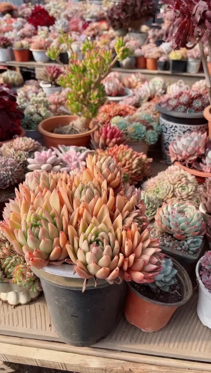 【闪购商品】20196