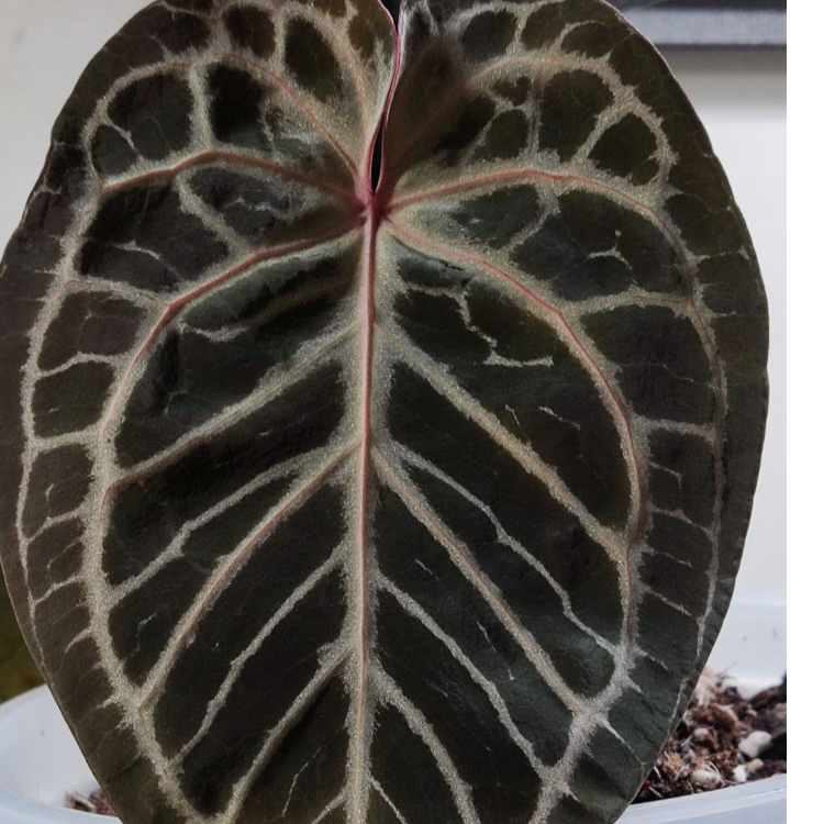 奖品花烛，花烛专拍，未中奖勿拍