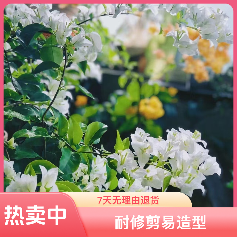 3【白雪公主带花】三角梅四季开花阳台庭院爬藤盆景盆栽好养养护