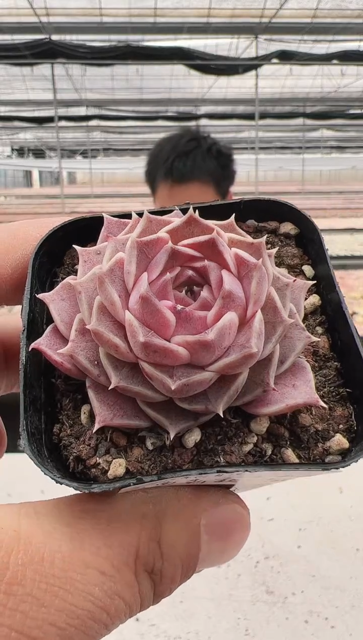 【闪购商品】福利多肉-56