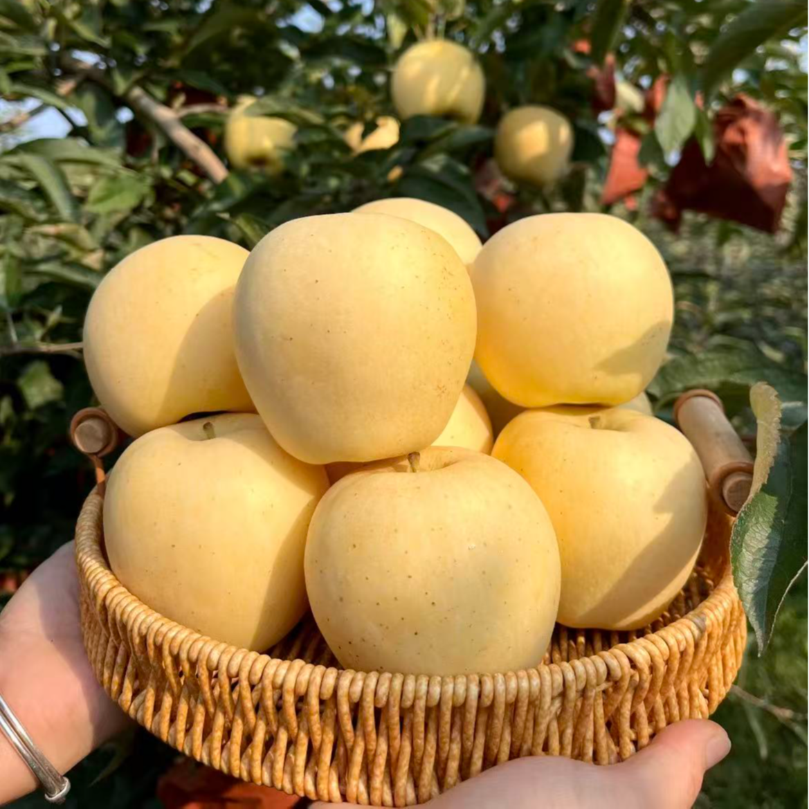 【门店自提】维纳斯礼盒装约5斤/箱【带手提袋】山东省