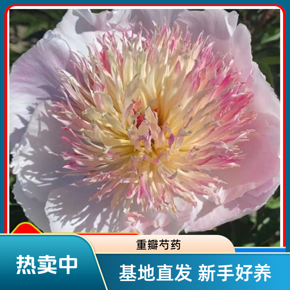 【告知】芍药花苗，耐寒耐旱。送肥料