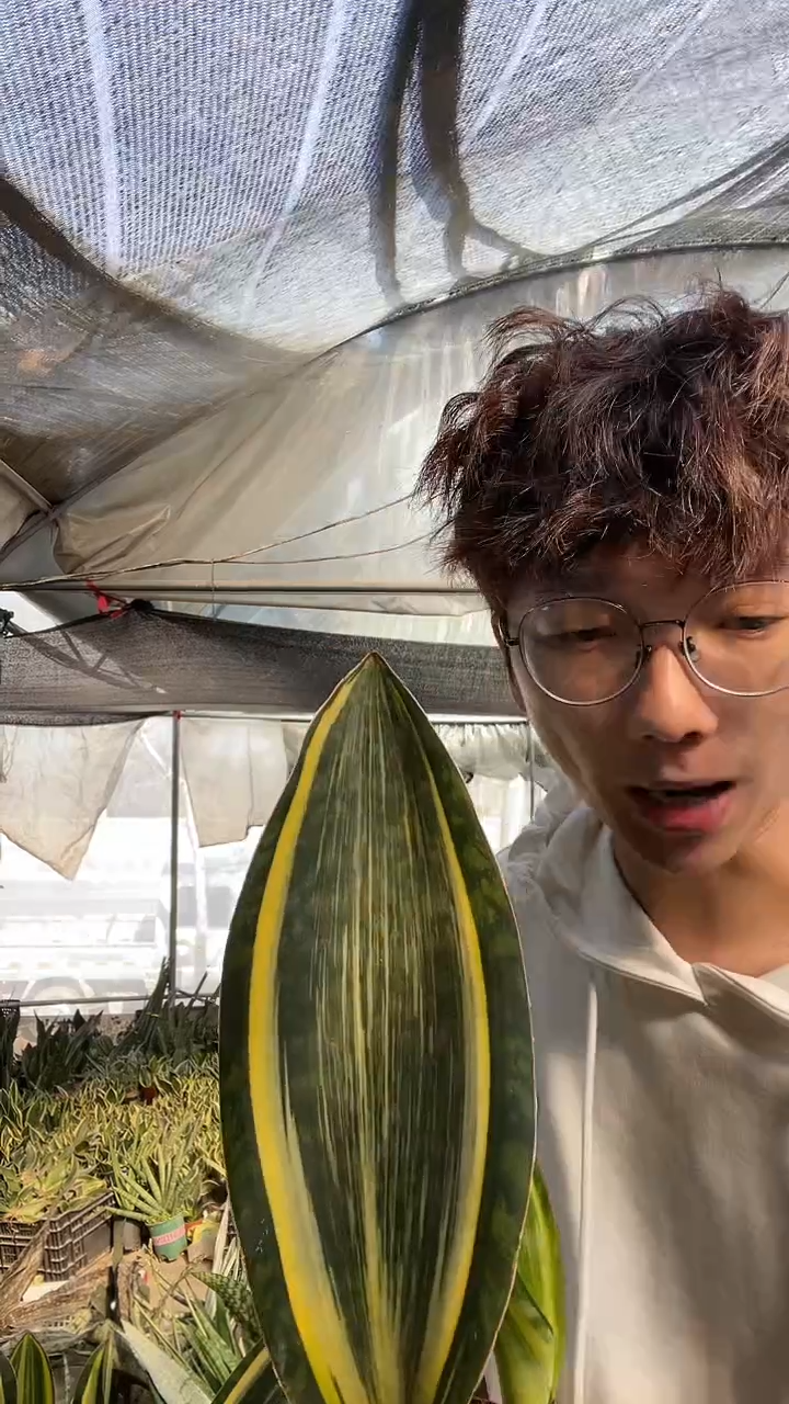 黄金宝镜带盆土18.8