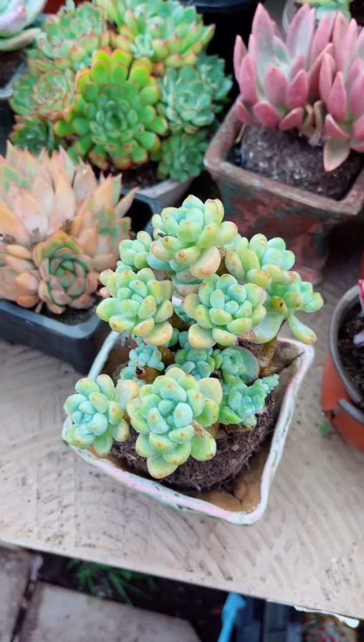 ?****梨21065多肉植物一物一拍