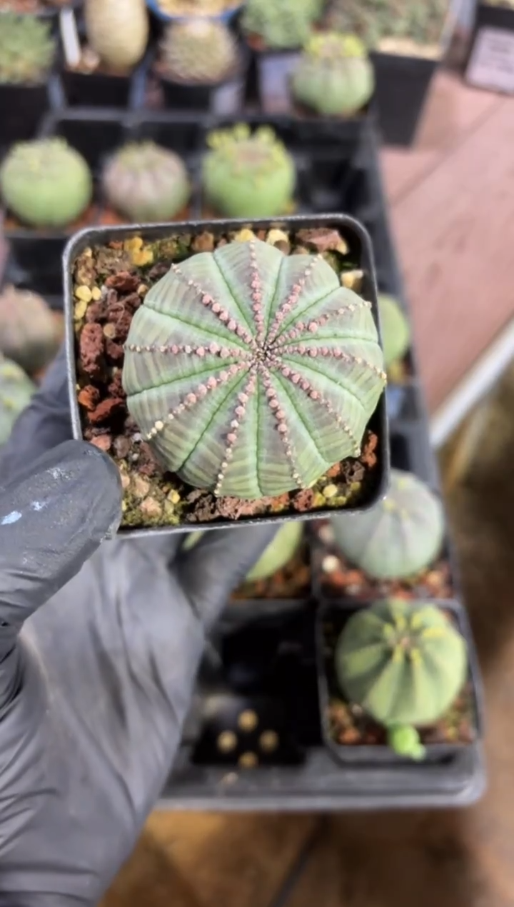 布纹球大戟FD-1382