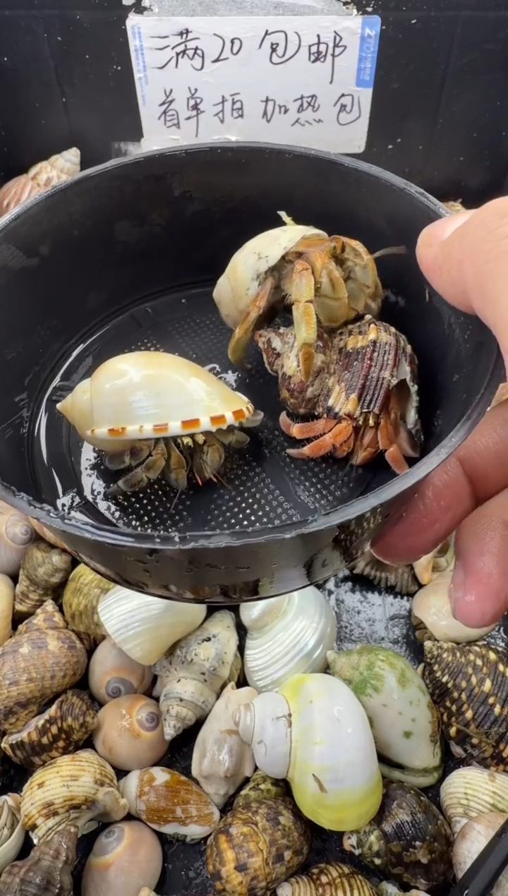 三只包活到手两只，不包全品