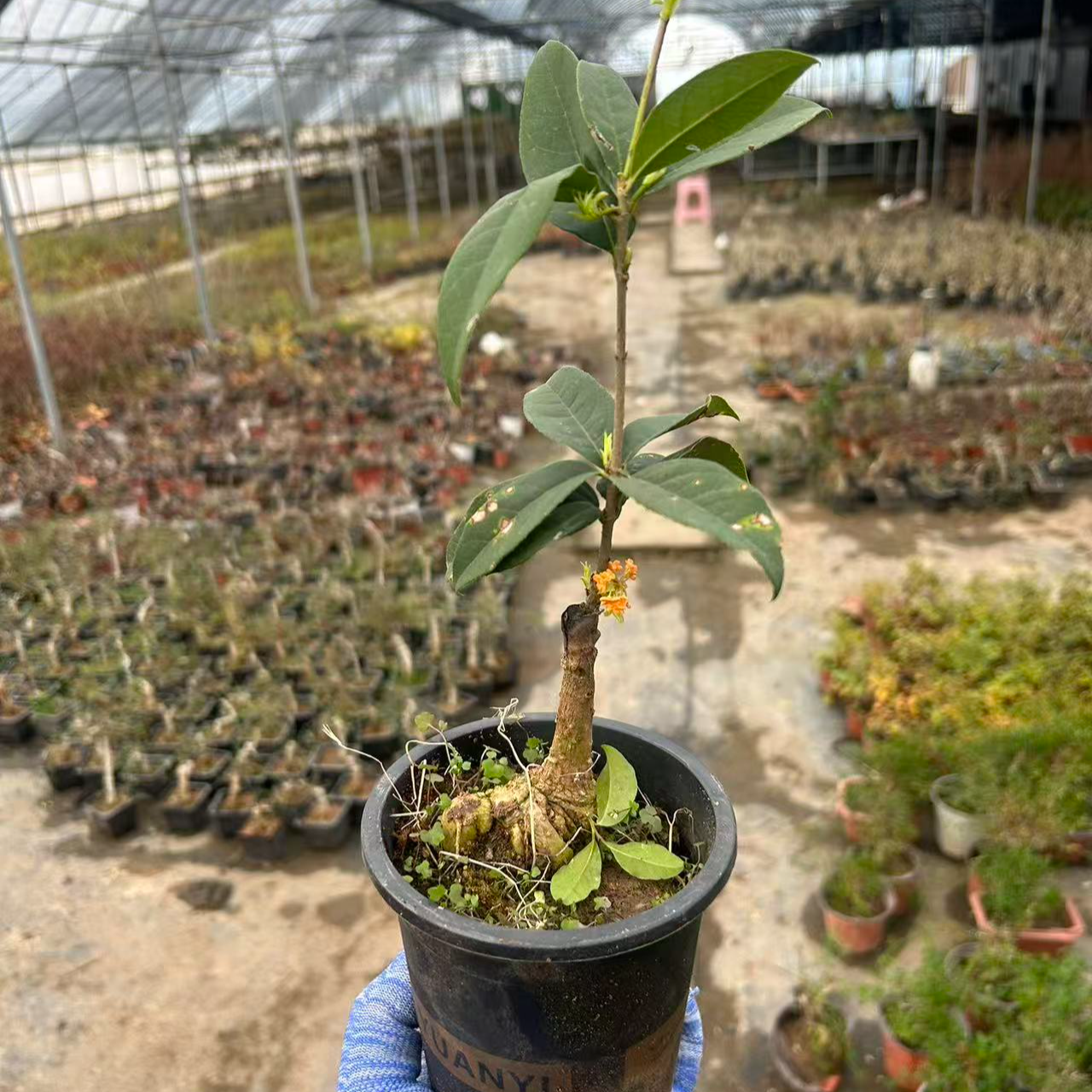 嫁接四季丹桂小盆景