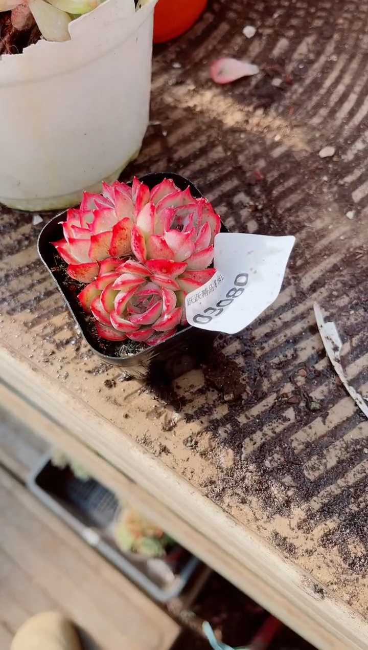 小*胡跃跃精品多肉03080