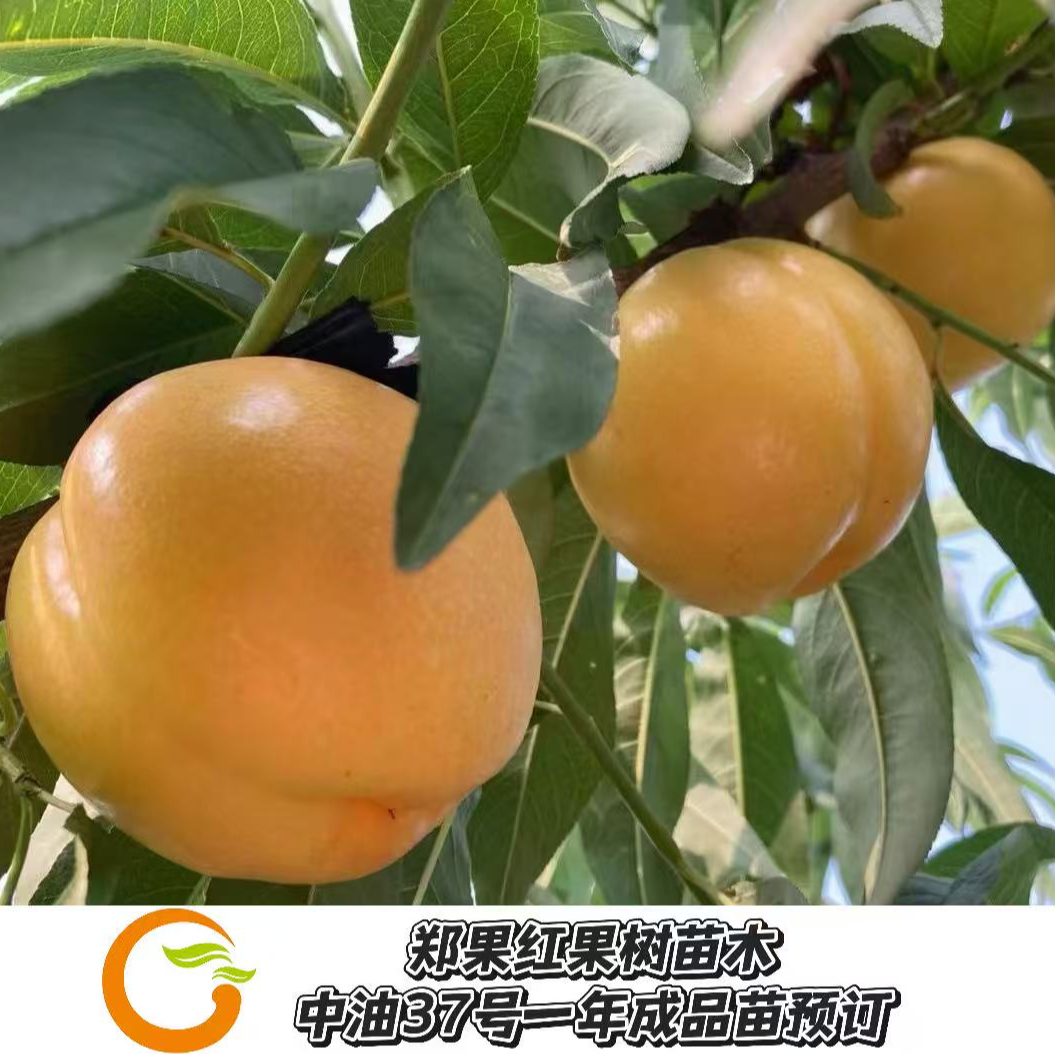 中油37号SH肉质第二代高品质中晚熟油桃品种--油桃之花