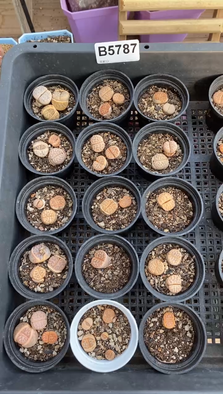 5787直播一物一拍