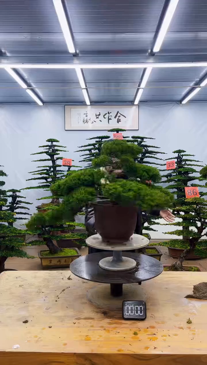 无花朵一物一拍，所见即所得