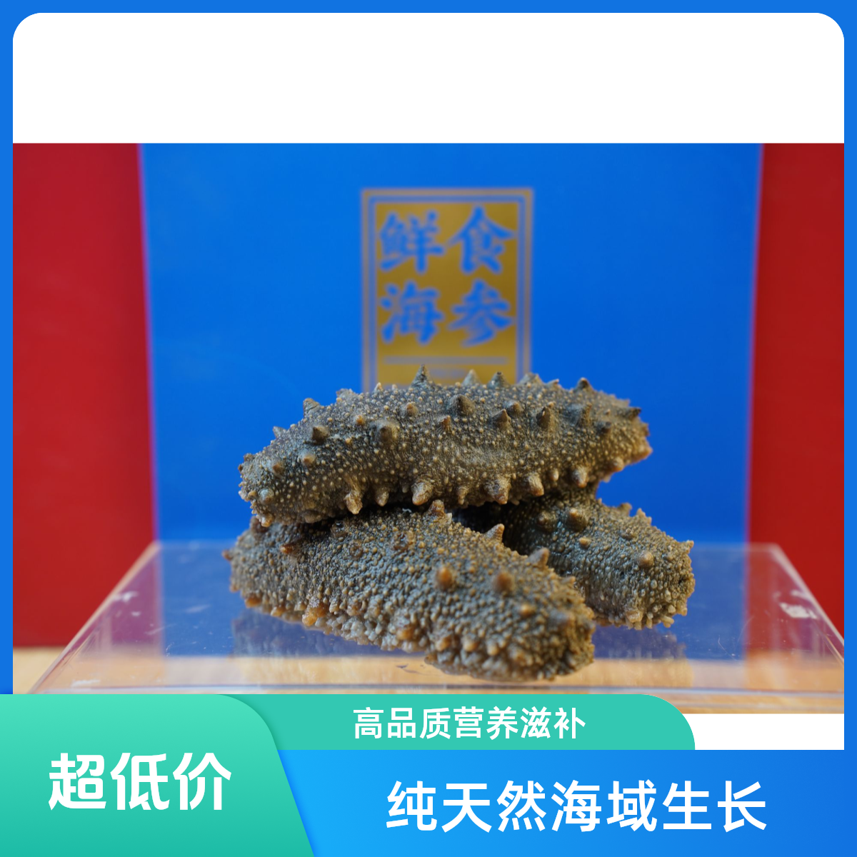 【2025秋参上市】 鲜食海参开袋即食辽参