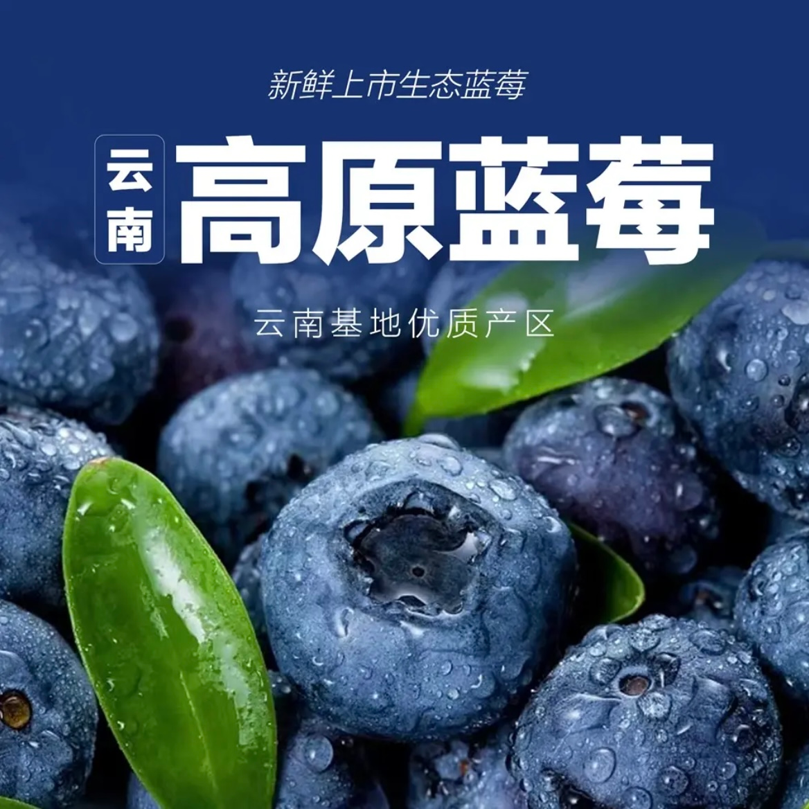 【XY基地直采】顺丰空运云南高原花香蓝莓现摘现发花青素水果包邮
