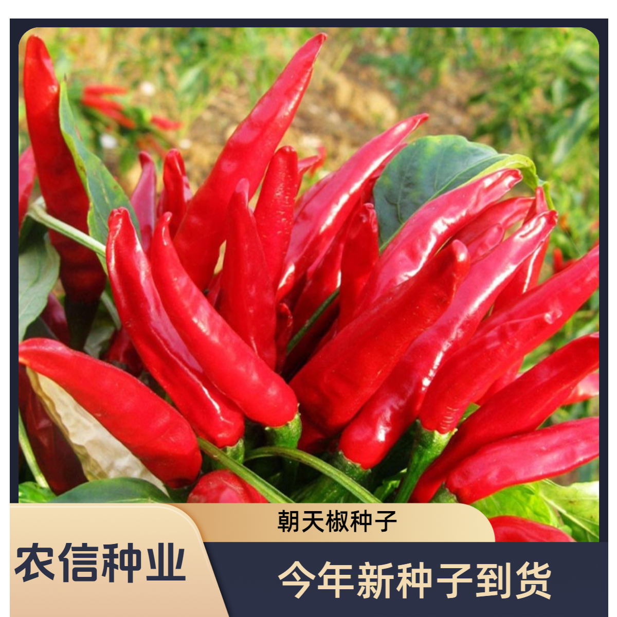 【全店满5元包邮】朝天椒种子四季小米辣椒种籽超辣盆栽阳台春