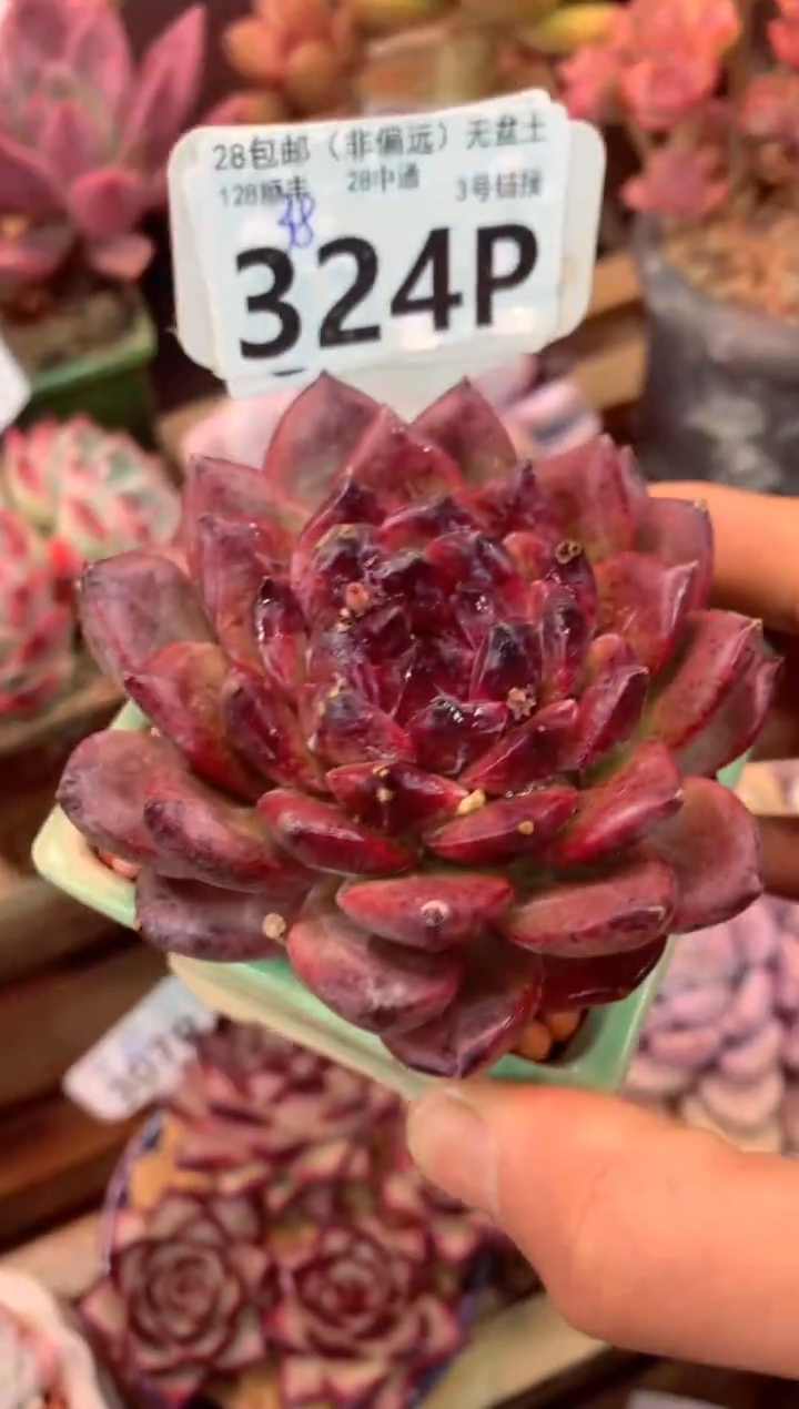 324P（一物一拍，精品多肉，所见即所得 ）
