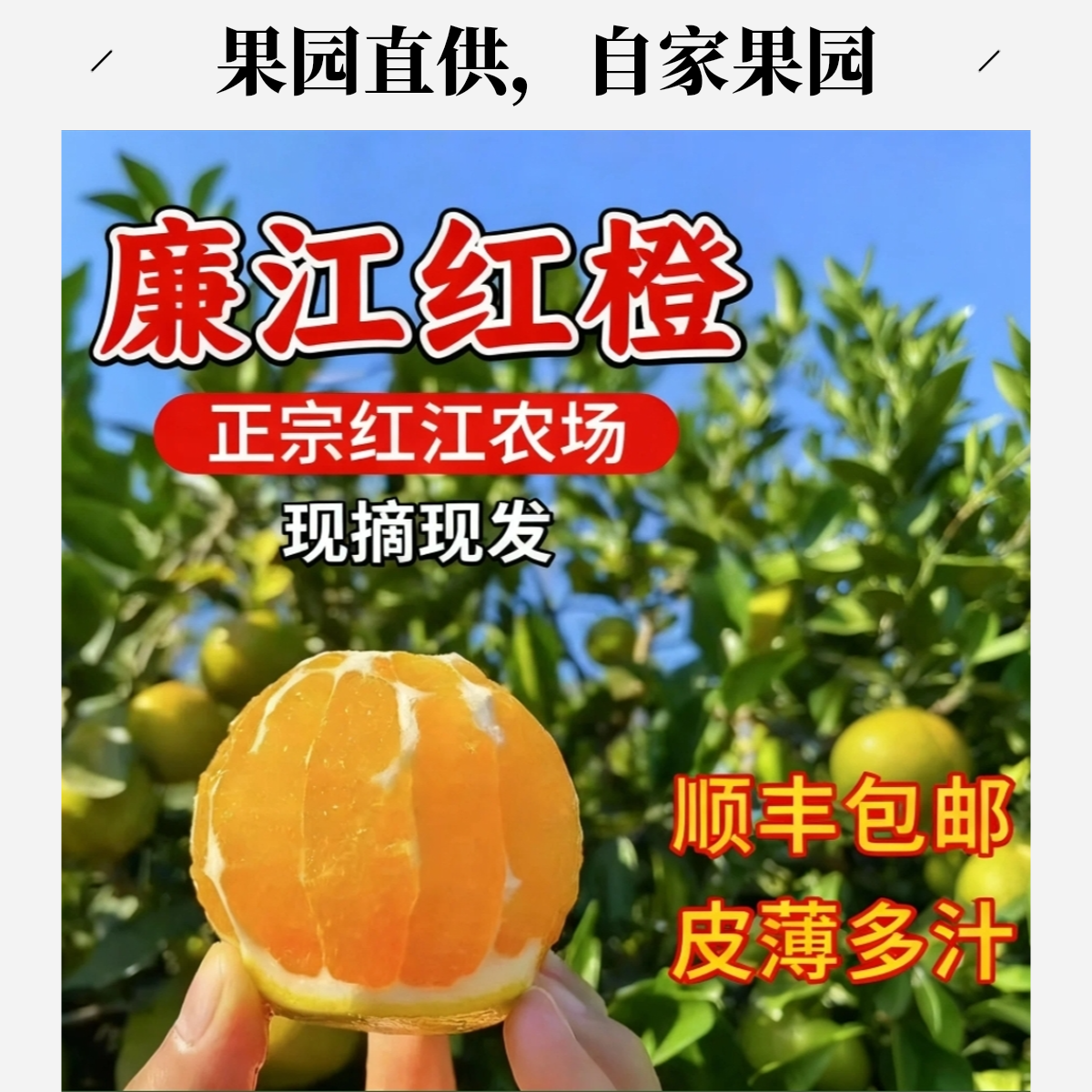 家庭必选《红江农场》正宗廉江红橙皮薄多汁自家果园采摘 新鲜橙子次日达橙子广东省