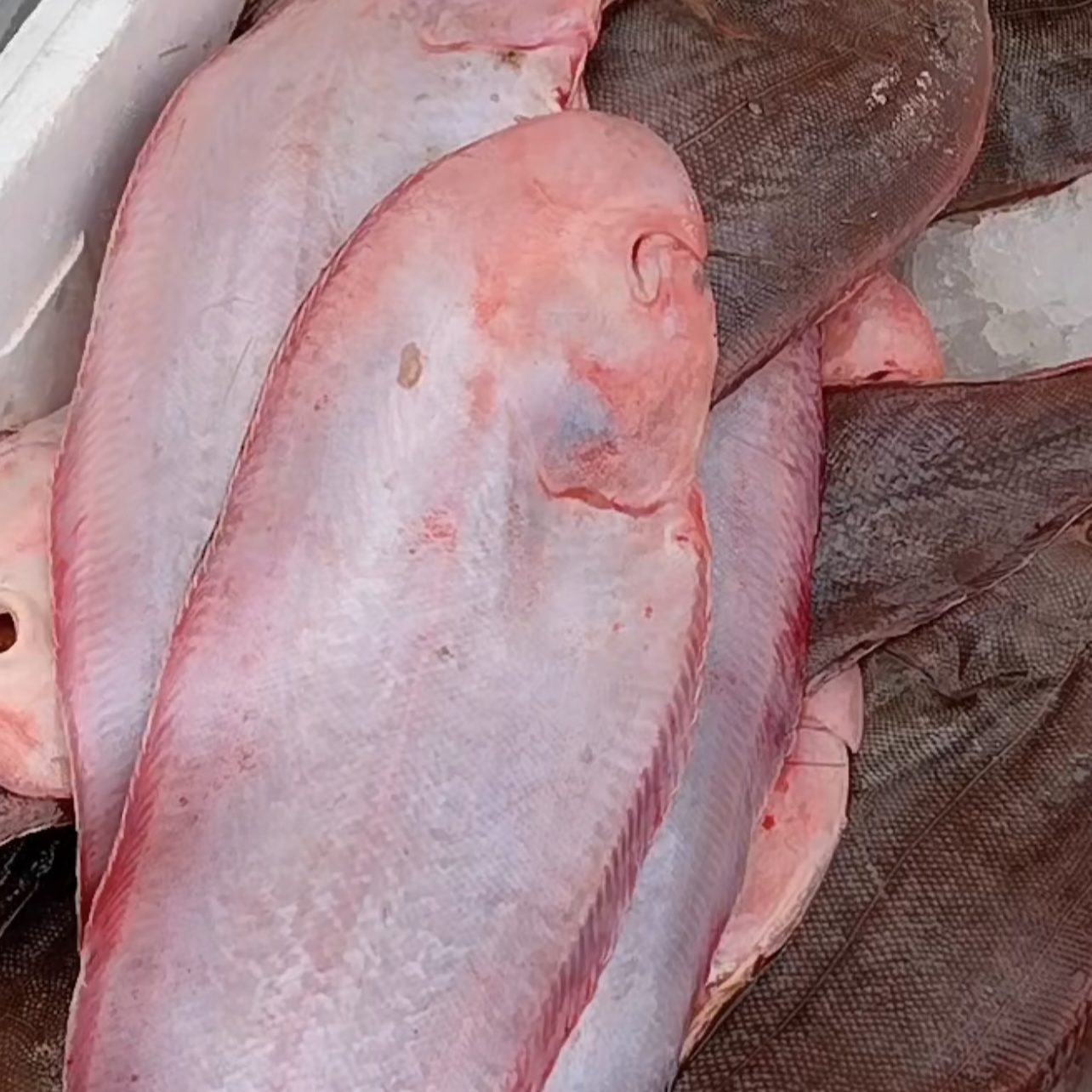 【天津当日达】新鲜野生鳎目鱼比目鱼 5斤 家熬，红烧