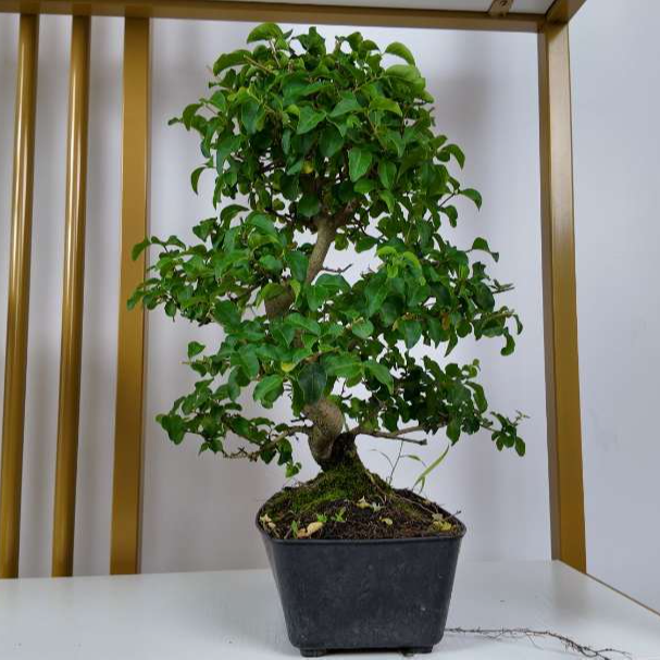 山指甲绿植（造型） 活林园艺25公分