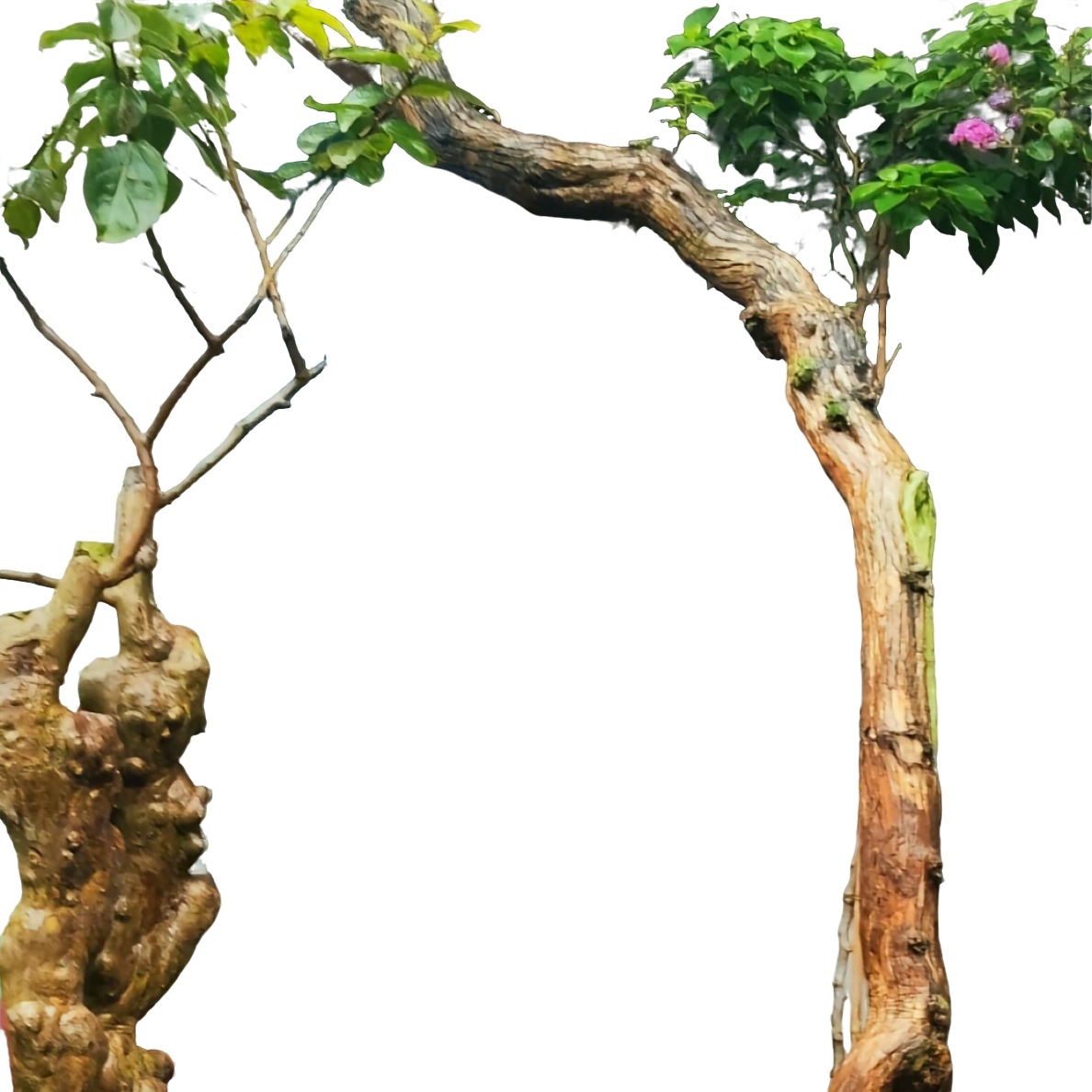 小岛黄荆老桩造型，客厅盆景茶台盆栽装饰植物，仅供参考，各种规格