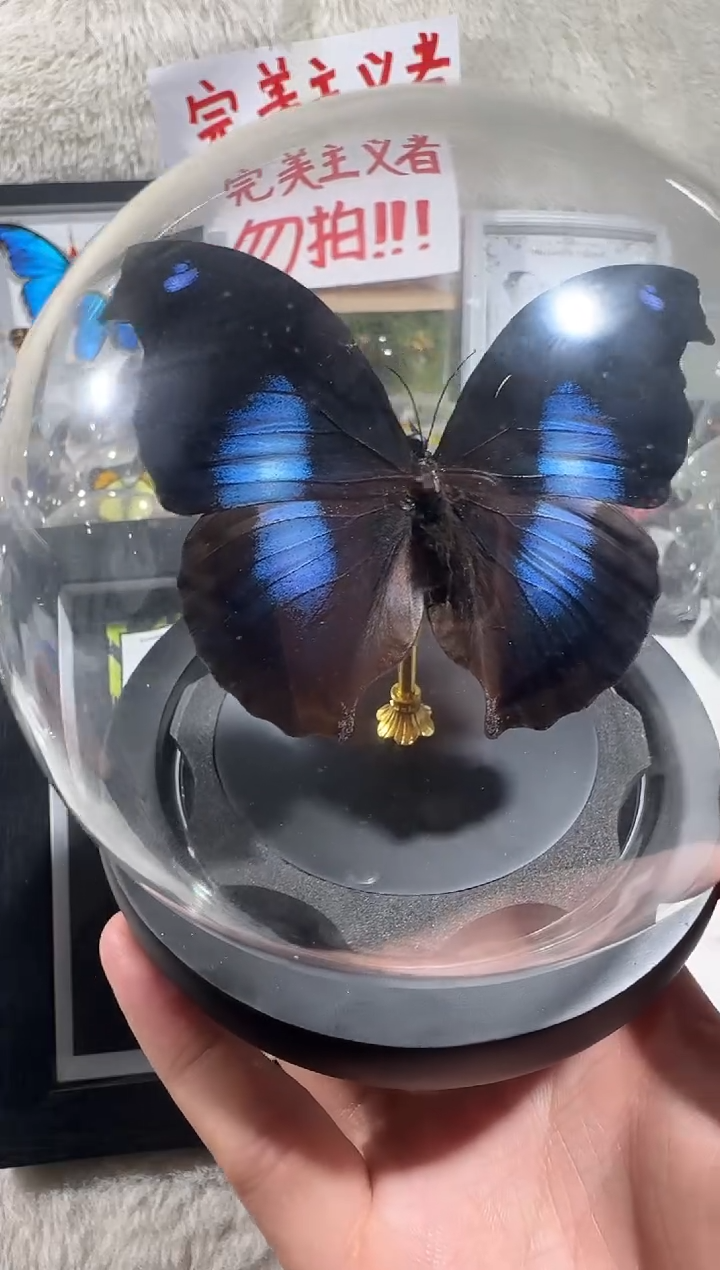 木爱情鸟水晶球  