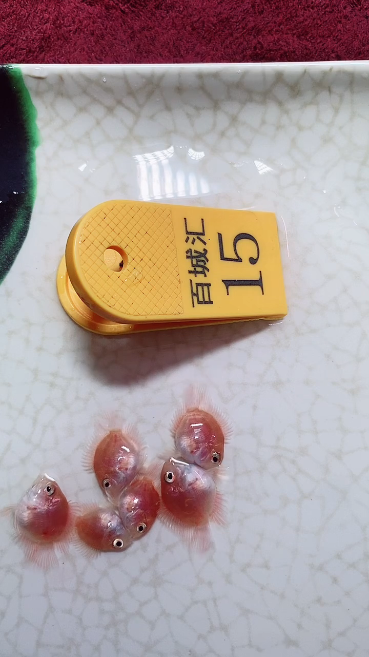 鹦鹉鱼666666666666