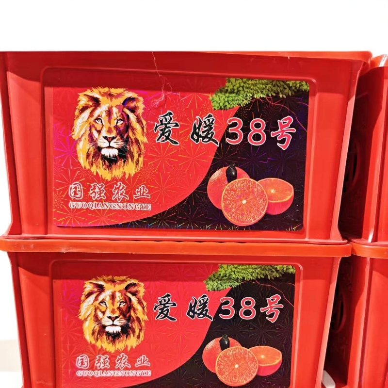 爱媛果冻橙5斤（去筐重）