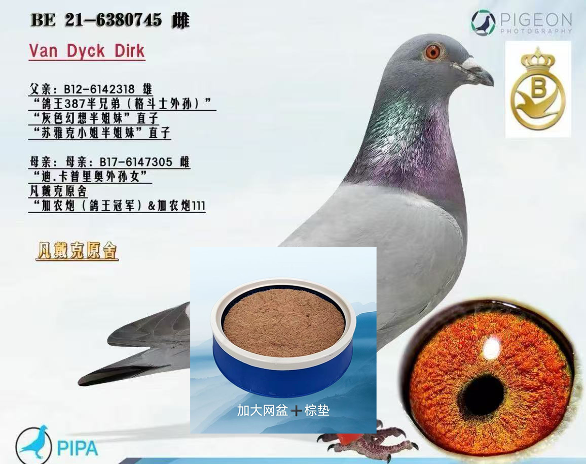 加大加厚塑料鸽子窝带棕垫信鸽孵蛋专用巢盆