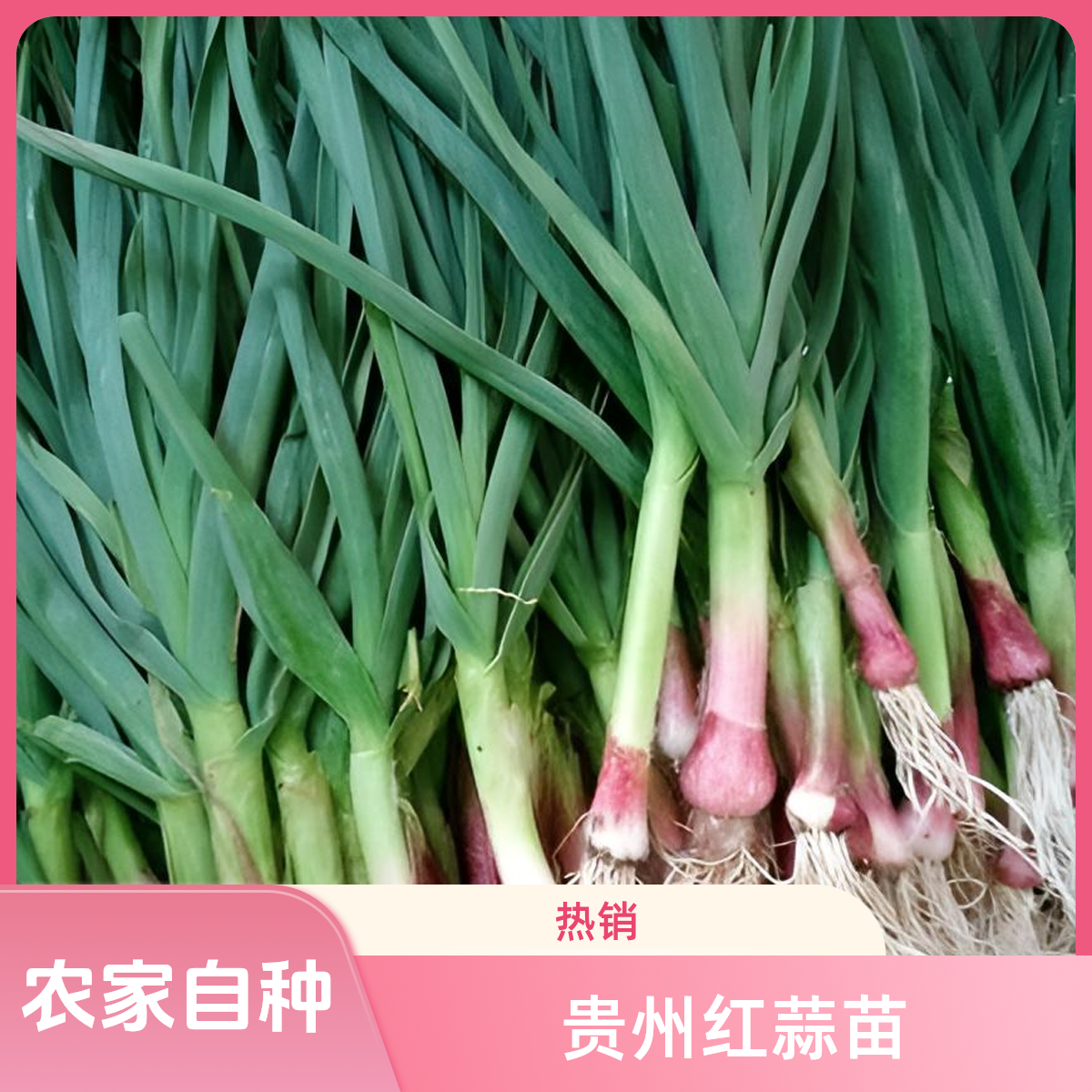 贵州高山现挖红根蒜苗新鲜当季小香蒜本地土蒜苗蔬菜