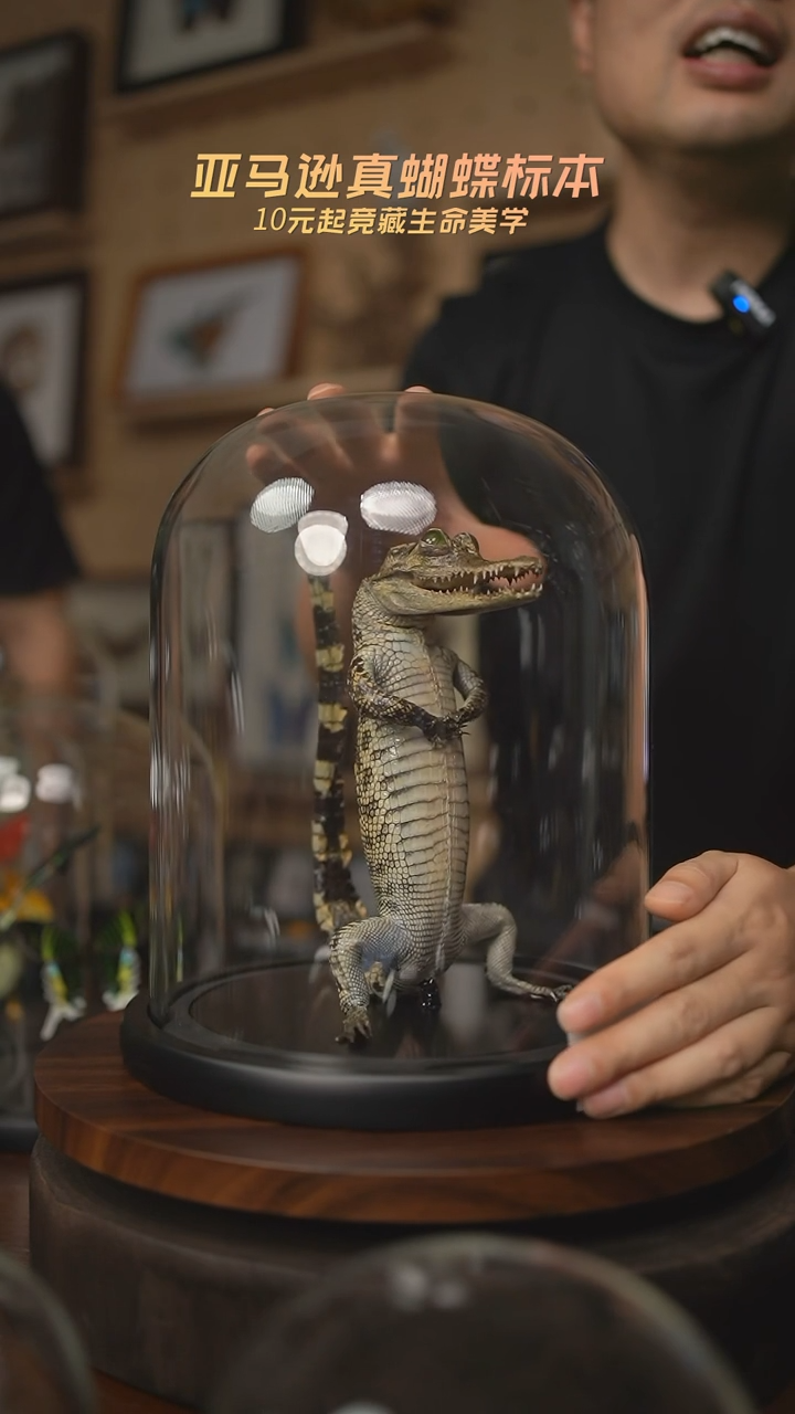 有机玻璃可*、鳄鱼标本C35