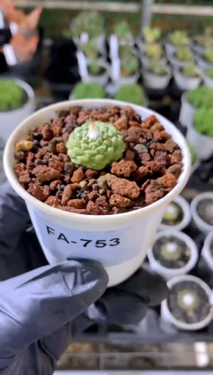 【闪购商品】白花菊水FA-753