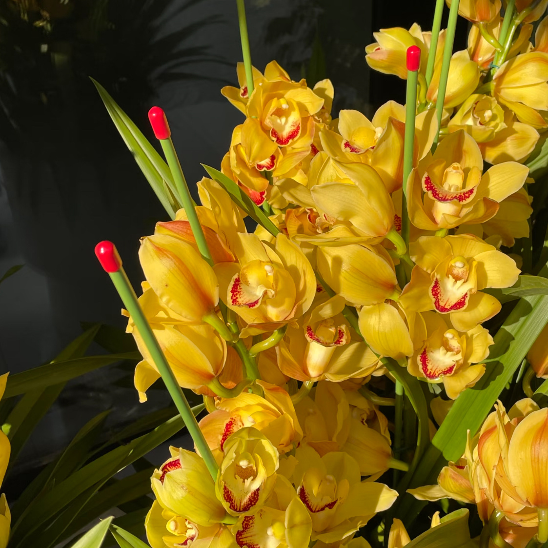 【月影】高端室内盆栽云南大花蕙兰180口径3支花剑基地直发