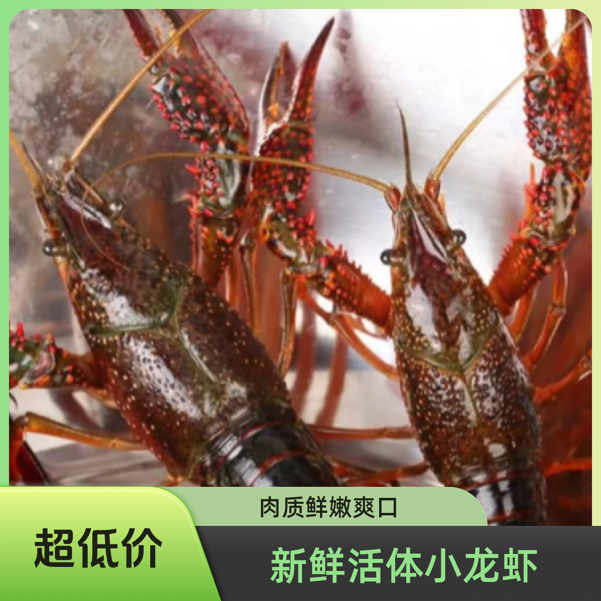 鲜活小龙虾潜江小龙虾5到7钱