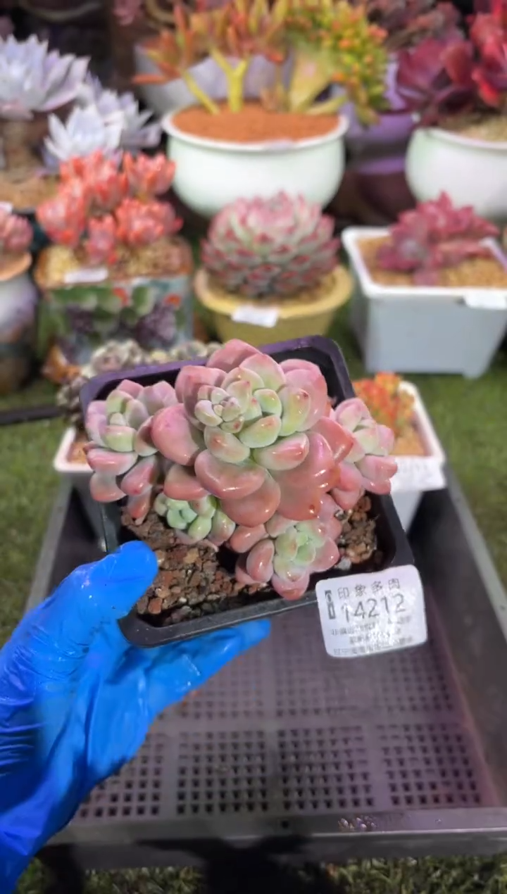 【闪购商品】14212