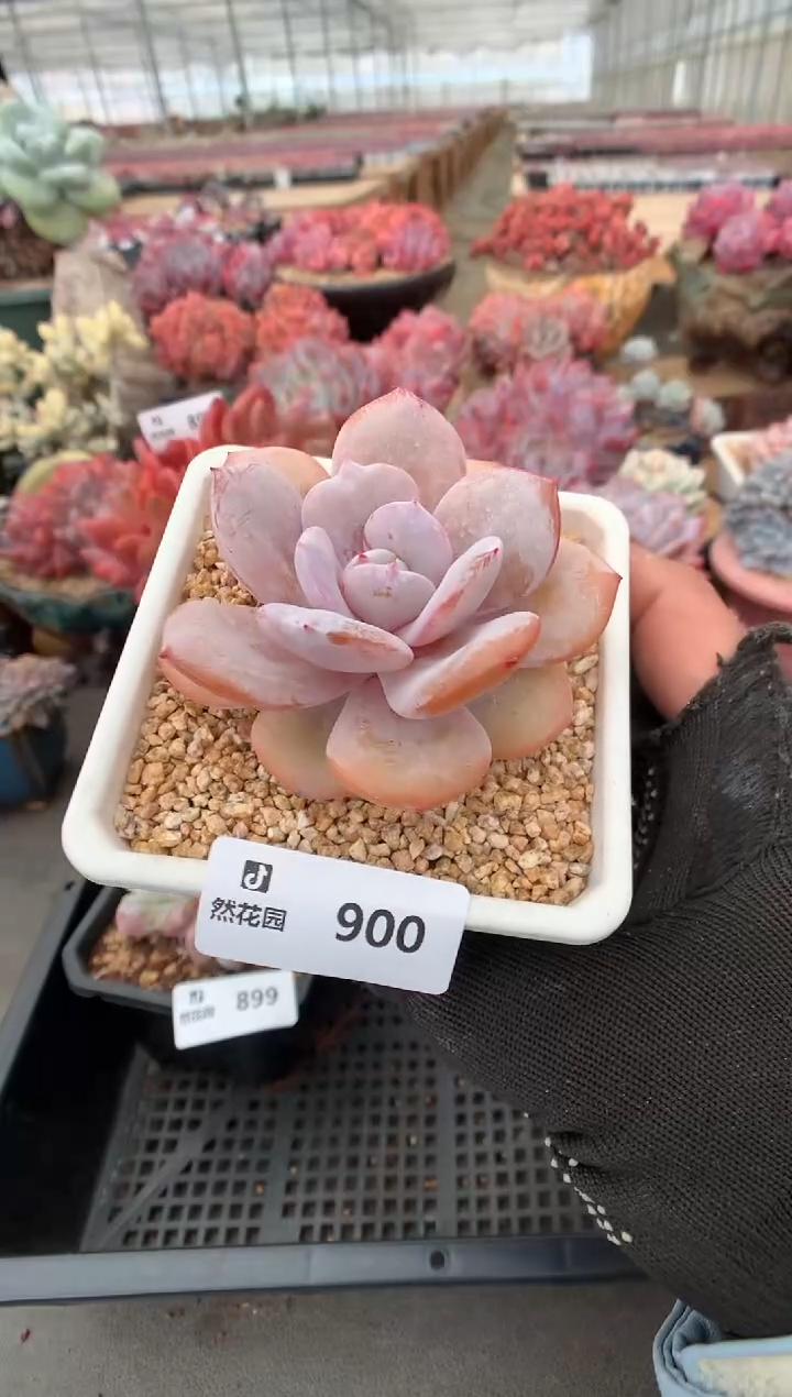 900奶茶一物一拍