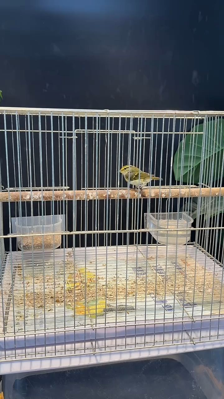 木19号   柳莺养笼0元起拍