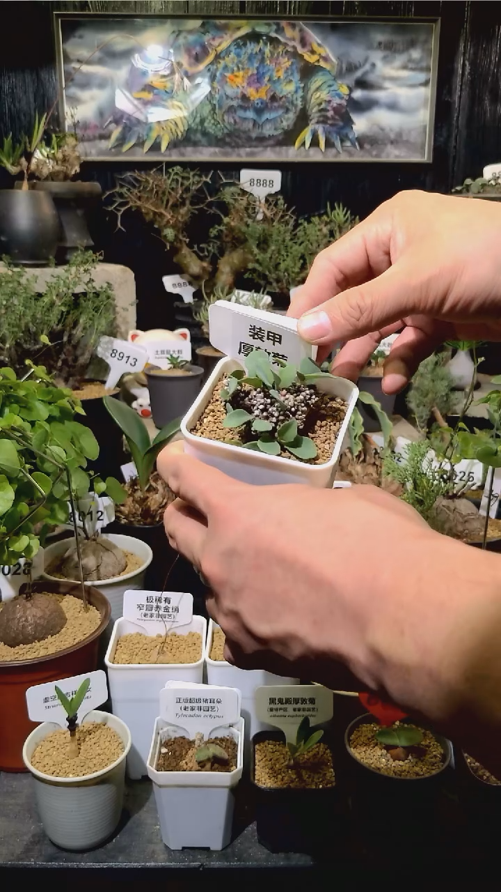 号1130老家的装甲厚敦菊